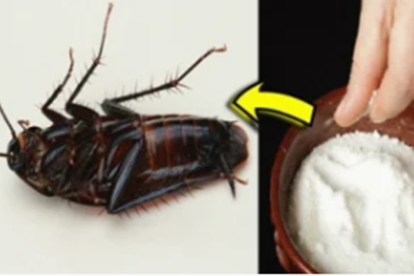 Nhớ mẹo này khi chọn trái cây bày mâm ngũ quả đảm bảo xịn xò, mâm lễ tươi đẹp được tổ tiên ban phước lành-11