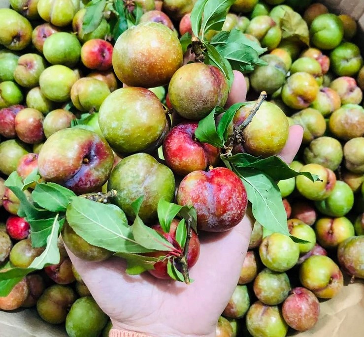 Hơn 300 nghìn đồng/kg mận hậu trái mùa, chị em vẫn mạnh tay chi tiền ăn sang”-1