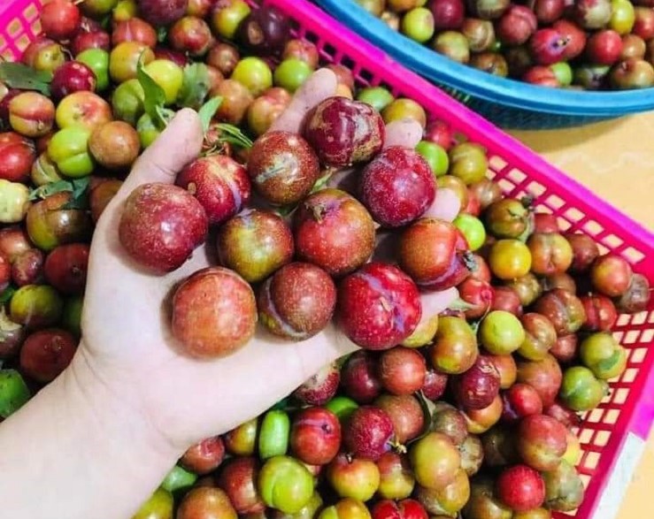Hơn 300 nghìn đồng/kg mận hậu trái mùa, chị em vẫn mạnh tay chi tiền ăn sang”-3
