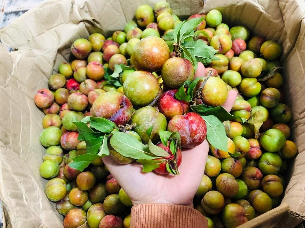 Hơn 300 nghìn đồng/kg mận hậu trái mùa, chị em vẫn mạnh tay chi tiền ăn sang”-4