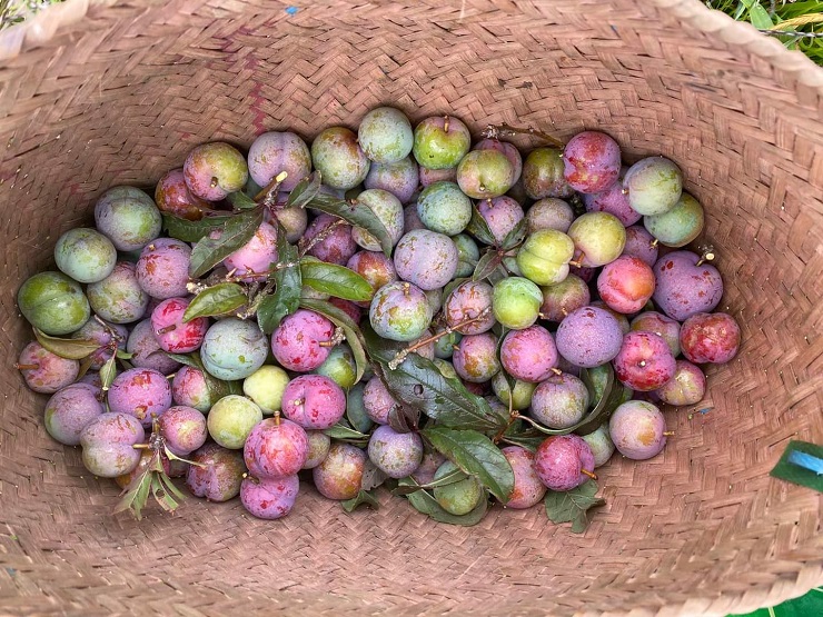 Hơn 300 nghìn đồng/kg mận hậu trái mùa, chị em vẫn mạnh tay chi tiền ăn sang”-5