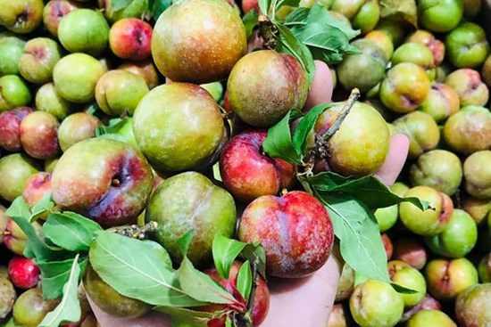 Hơn 300 nghìn đồng/kg mận hậu trái mùa, chị em vẫn mạnh tay chi tiền “ăn sang”