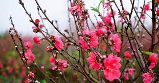 Đừng đốt gốc đào nữa: Đây mới là cách giúp đào sai hoa, nảy lộc, chơi suốt Tết vẫn tươi rói-2