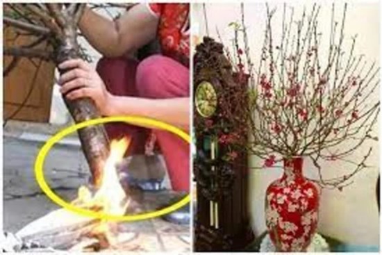 Đừng đốt gốc đào nữa: Đây mới là cách giúp đào sai hoa, nảy lộc, chơi suốt Tết vẫn tươi rói