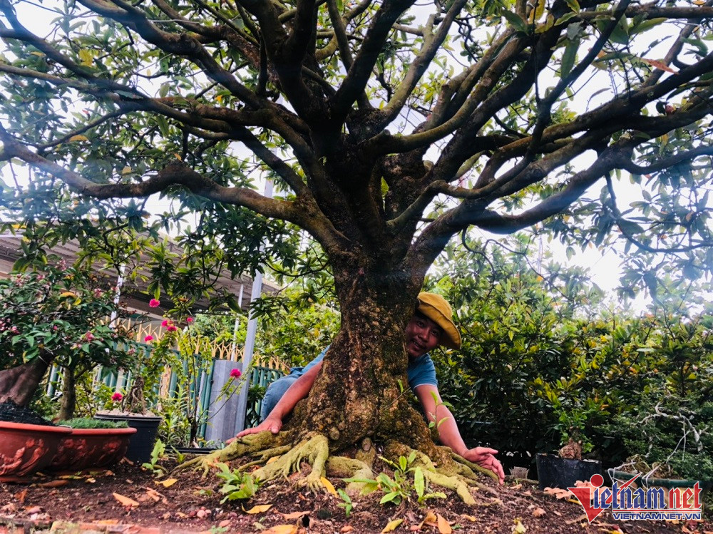 Chủ nhân gốc mai cổ tìm ‘dân chơi’ ngày Tết, từng được trả 3,5 tỷ nhưng không bán-1