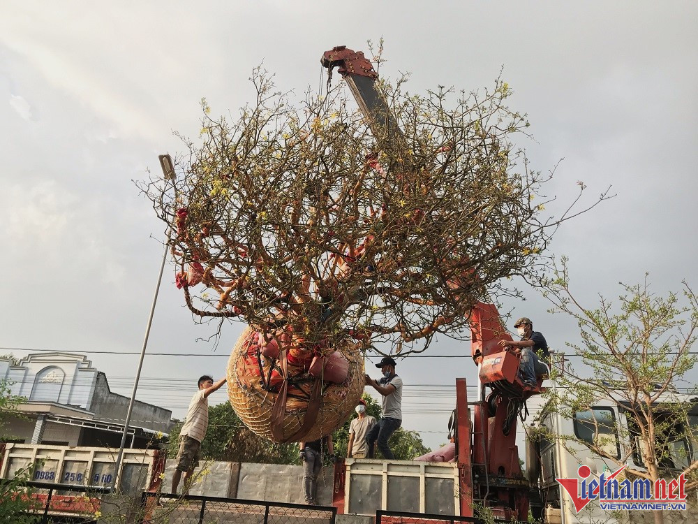 Chủ nhân gốc mai cổ tìm ‘dân chơi’ ngày Tết, từng được trả 3,5 tỷ nhưng không bán-2