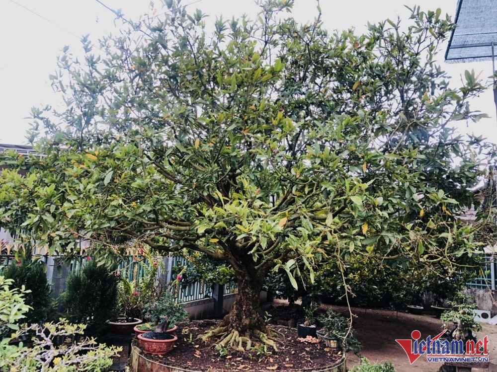 Chủ nhân gốc mai cổ tìm ‘dân chơi’ ngày Tết, từng được trả 3,5 tỷ nhưng không bán-3