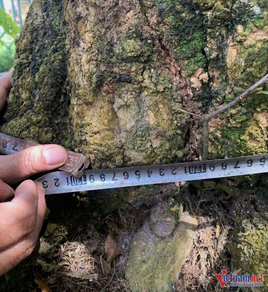 Chủ nhân gốc mai cổ tìm ‘dân chơi’ ngày Tết, từng được trả 3,5 tỷ nhưng không bán-4