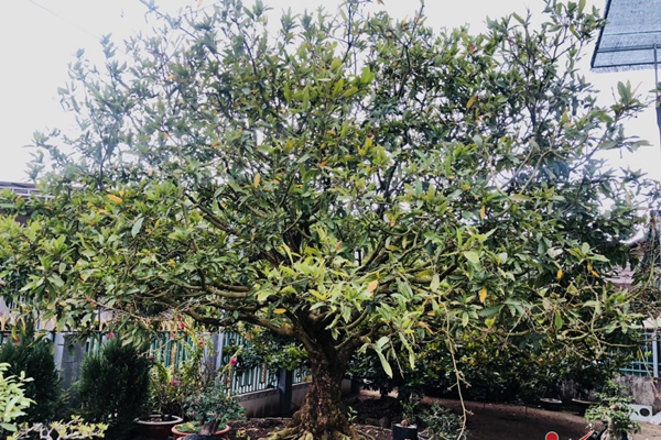 Hà Nội: Chiêm ngưỡng chi mai trắng, dáng lạ, chỉ cho thuê chứ không bán-12