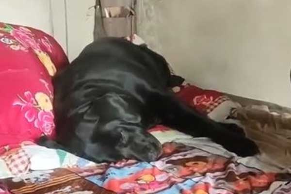 Cảnh chú chó khóc hết nước mắt trên giường chủ nhân mới qua đời gây xúc động-1