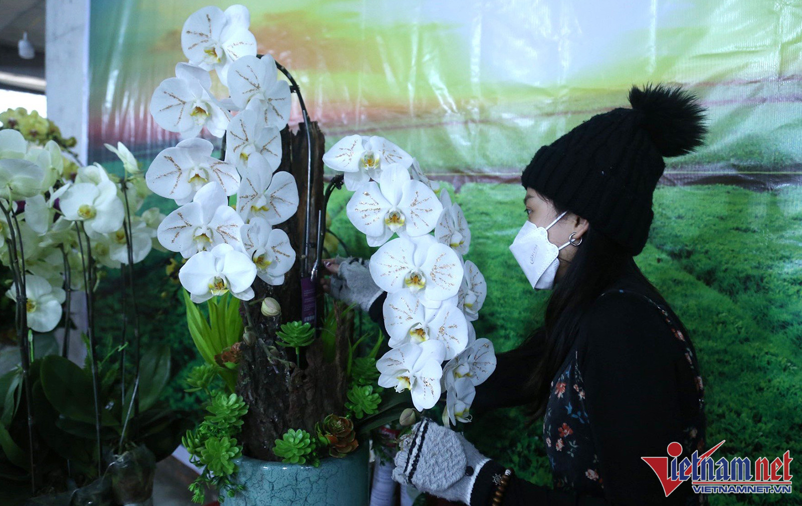 Hoa lan dát vàng 18k bày bán hút người xem ở thành Vinh-1