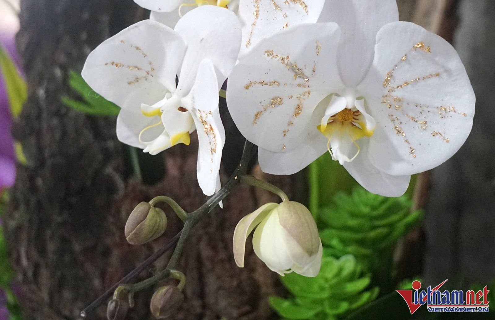 Hoa lan dát vàng 18k bày bán hút người xem ở thành Vinh-2