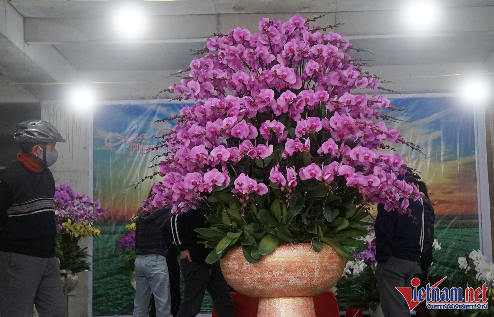 Hoa lan dát vàng 18k bày bán hút người xem ở thành Vinh-4
