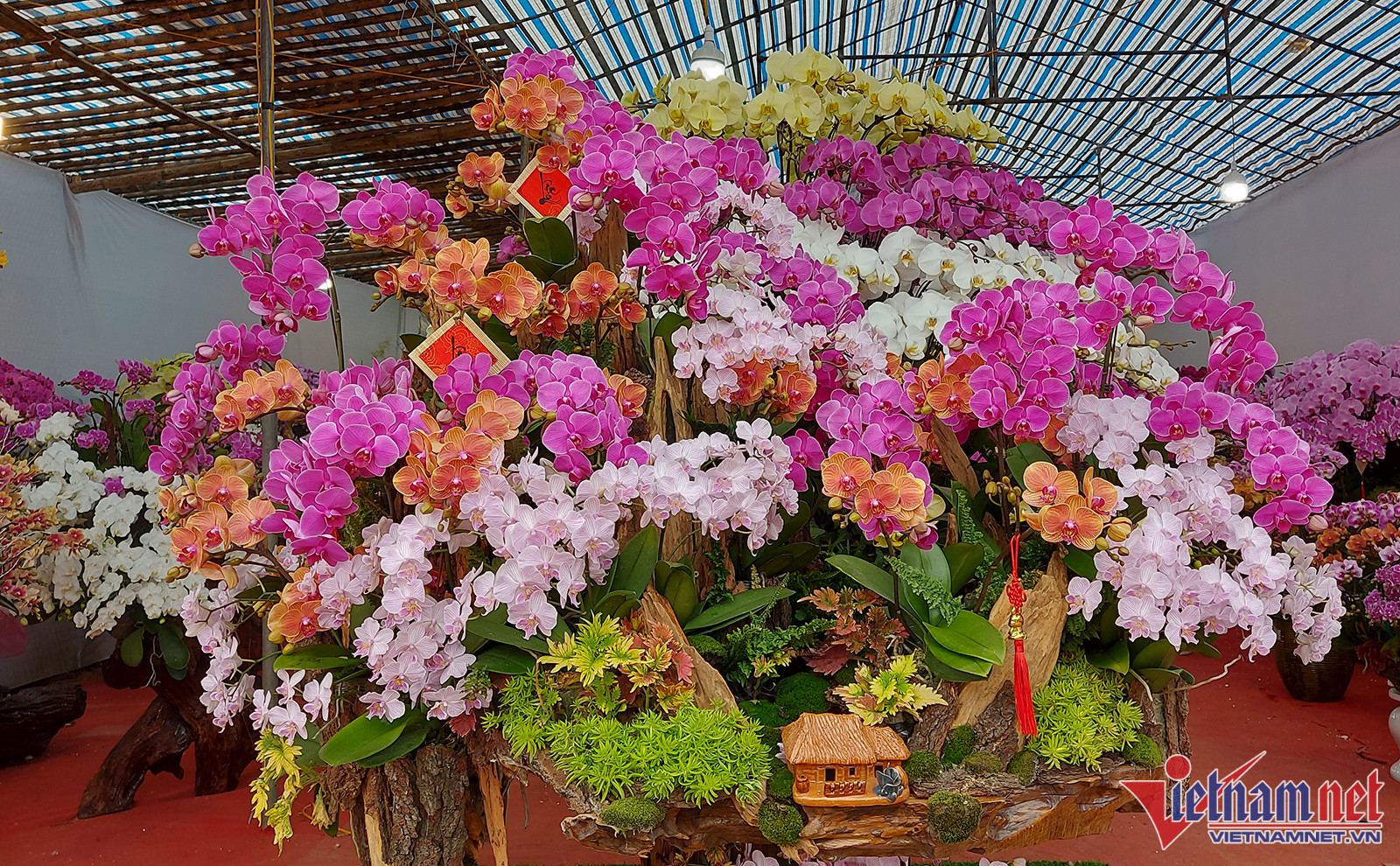 Hoa lan dát vàng 18k bày bán hút người xem ở thành Vinh-3