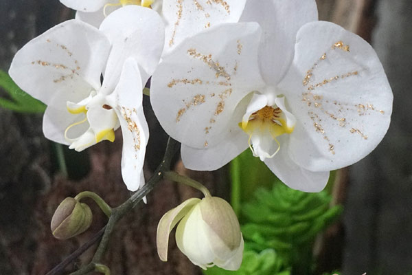 Lan hồ điệp cắt cành giá quá rẻ, chị em ồ ạt mua cắm Tết-3