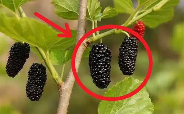 4 loại cây trồng trong dương trạch không nghèo khó cũng bại vong: Gia chủ chẳng thể ngóc đầu lên được, là cây gì-2