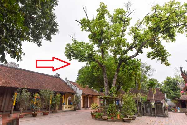 Năm mới, bày trong nhà 6 cây cảnh chuyển vận cầu may mắn, điềm lành, mọi sự như ý-13