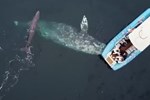 Cá voi bất ngờ xuất hiện, bơi lượn sát bờ biển ở Huế khiến du khách thích thú-2