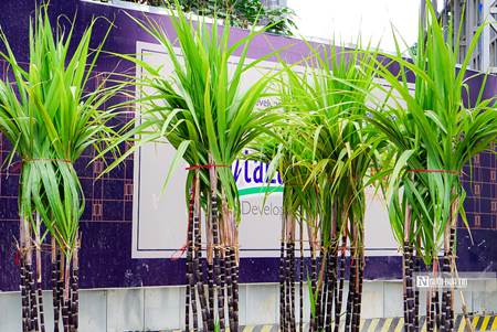 Đu đủ bonsai chục triệu đồng/cây chào Tết Quý Mão-10