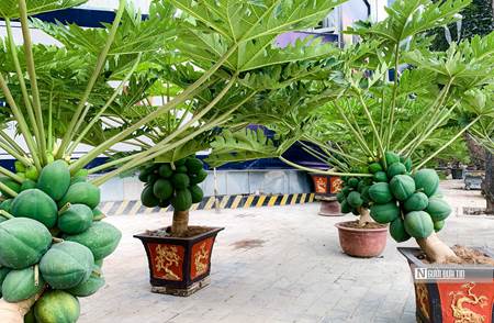 Đu đủ bonsai chục triệu đồng/cây chào Tết Quý Mão-2