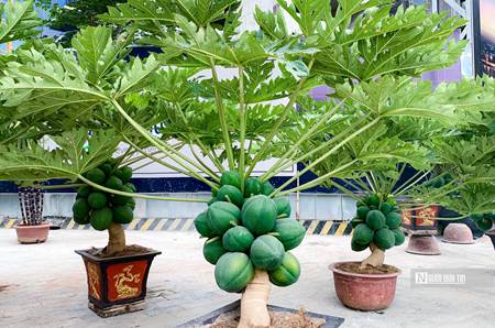 Đu đủ bonsai chục triệu đồng/cây chào Tết Quý Mão-3