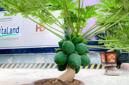 Đu đủ bonsai chục triệu đồng/cây chào Tết Quý Mão-4