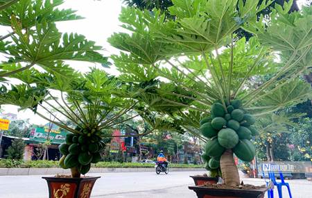 Đu đủ bonsai chục triệu đồng/cây chào Tết Quý Mão-6