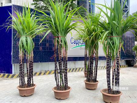 Đu đủ bonsai chục triệu đồng/cây chào Tết Quý Mão-9