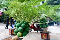 Đu đủ bonsai chục triệu đồng/cây chào Tết Quý Mão