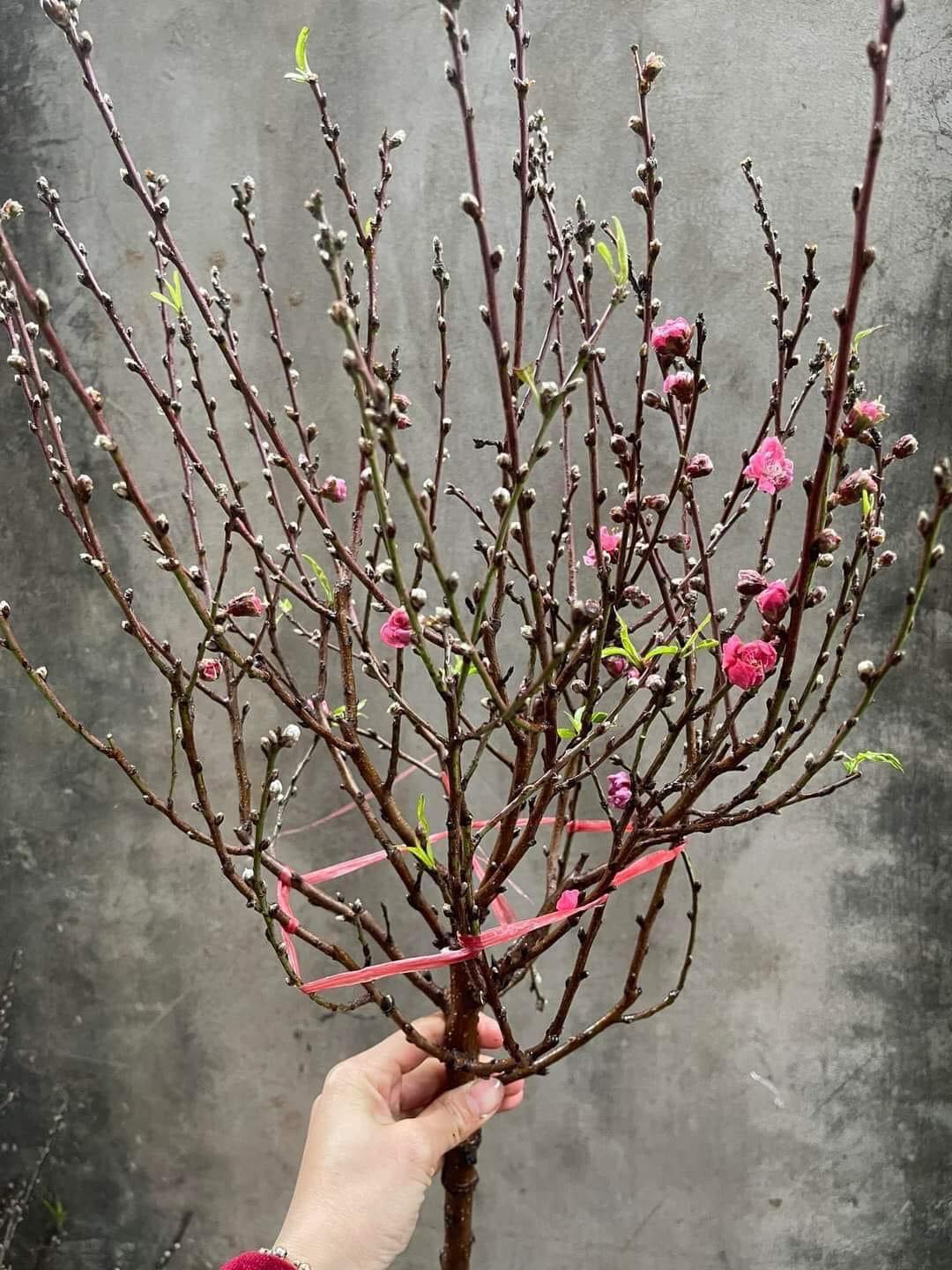 Cửa hàng online tấp nập ra đơn ngày ông Công ông Táo: Set lễ dâng hương, đào mini, thạch rau câu cá chép đủ cả-2