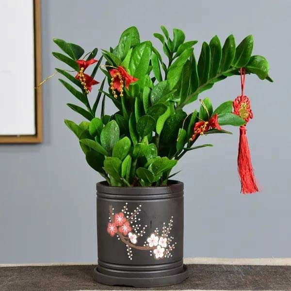 Năm mới, bày trong nhà 6 cây cảnh chuyển vận cầu may mắn, điềm lành, mọi sự như ý-1