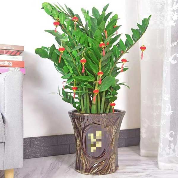 Năm mới, bày trong nhà 6 cây cảnh chuyển vận cầu may mắn, điềm lành, mọi sự như ý-2