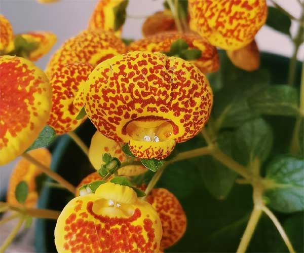 Năm mới, bày trong nhà 6 cây cảnh chuyển vận cầu may mắn, điềm lành, mọi sự như ý-3