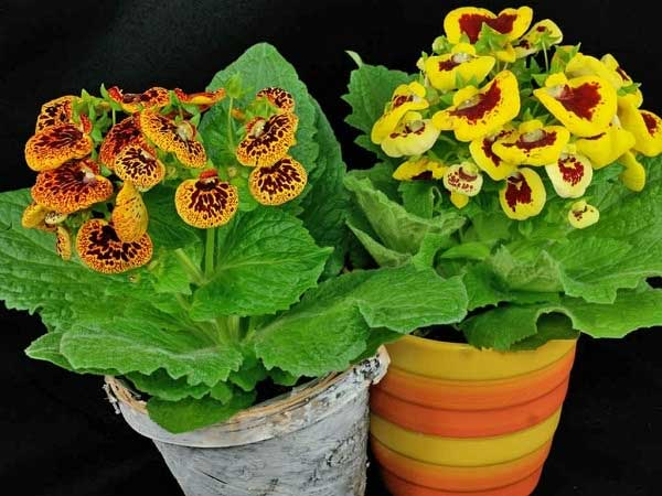 Năm mới, bày trong nhà 6 cây cảnh chuyển vận cầu may mắn, điềm lành, mọi sự như ý-4