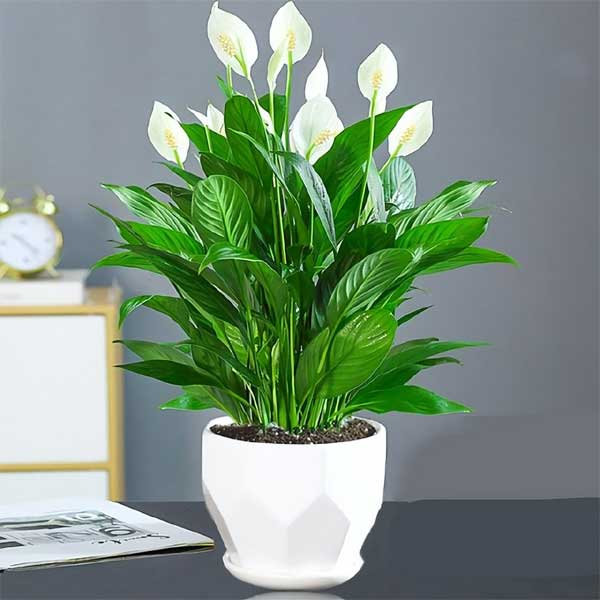 Năm mới, bày trong nhà 6 cây cảnh chuyển vận cầu may mắn, điềm lành, mọi sự như ý-5