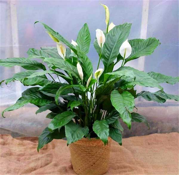 Năm mới, bày trong nhà 6 cây cảnh chuyển vận cầu may mắn, điềm lành, mọi sự như ý-6