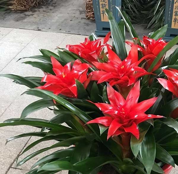 Năm mới, bày trong nhà 6 cây cảnh chuyển vận cầu may mắn, điềm lành, mọi sự như ý-7