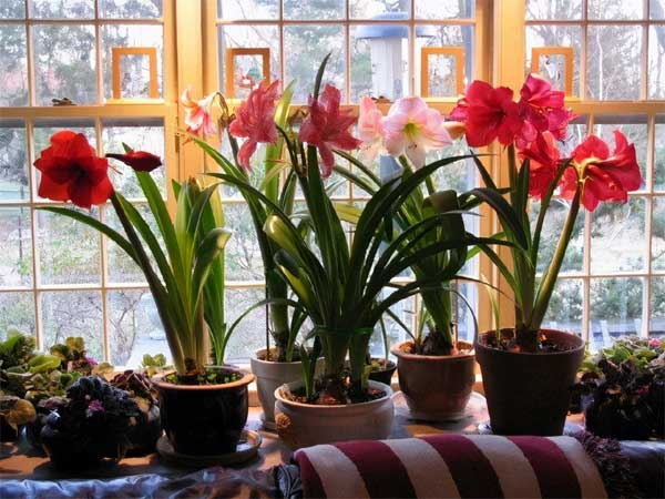 Năm mới, bày trong nhà 6 cây cảnh chuyển vận cầu may mắn, điềm lành, mọi sự như ý-10