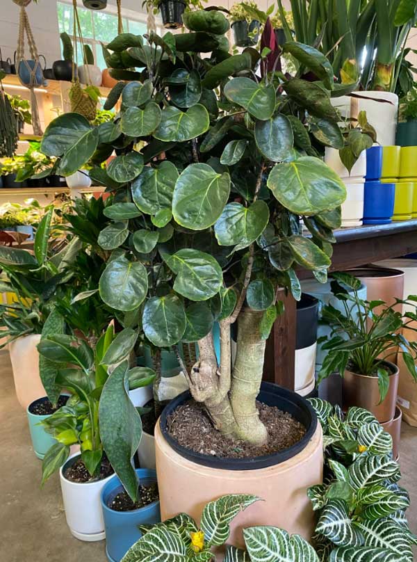 Năm mới, bày trong nhà 6 cây cảnh chuyển vận cầu may mắn, điềm lành, mọi sự như ý-11