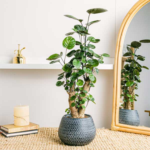 Năm mới, bày trong nhà 6 cây cảnh chuyển vận cầu may mắn, điềm lành, mọi sự như ý-12