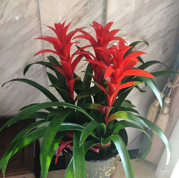 Năm mới, bày trong nhà 6 cây cảnh chuyển vận cầu may mắn, điềm lành, mọi sự như ý-8