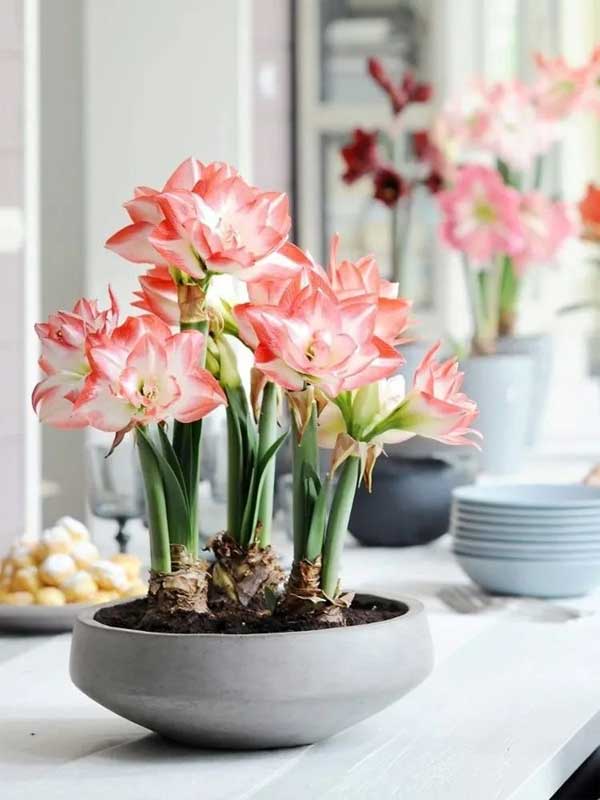 Năm mới, bày trong nhà 6 cây cảnh chuyển vận cầu may mắn, điềm lành, mọi sự như ý-9