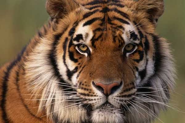 3 con giáp nên cẩn trọng trong năm 2023-4