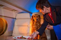 Thú vui kỳ lạ của giới nhà giàu khi đi du lịch: Gội đầu bằng nước có ga, thuê máy bay cho chó