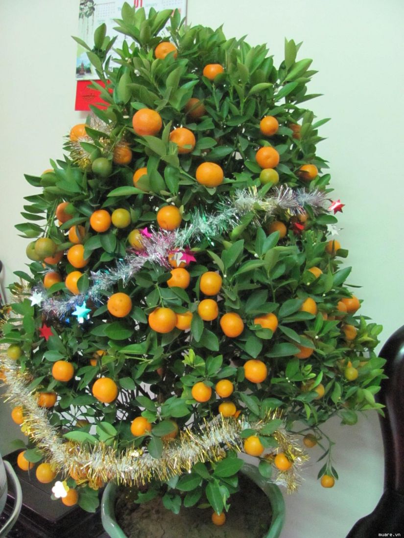 Vị trí đặt đào, mai, quất hợp phong thủy ngày Tết, sinh tài phát lộc cho cả năm may mắn-6
