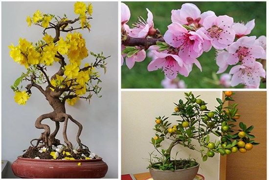 Vị trí đặt đào, mai, quất hợp phong thủy ngày Tết, sinh tài phát lộc cho cả năm may mắn