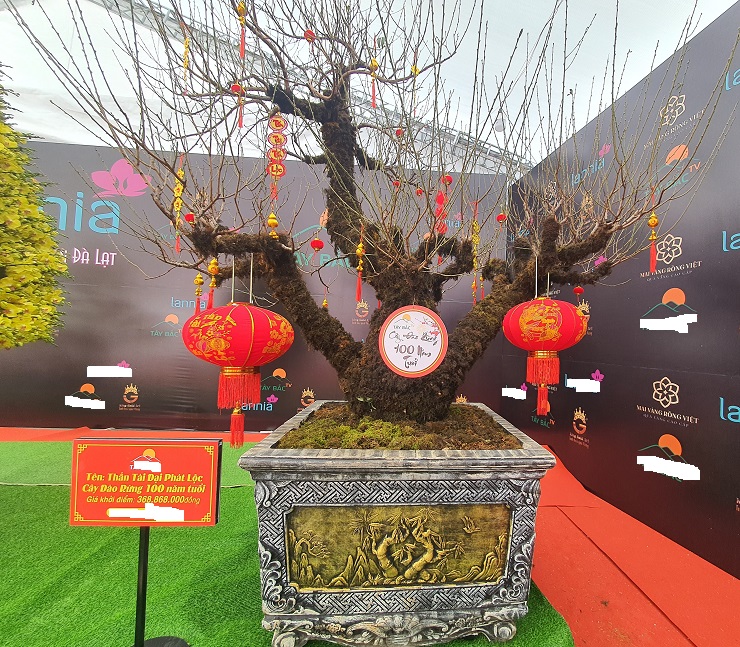 Chiêm ngưỡng cây đào 100 năm tuổi được bán với giá hơn 368 triệu đồng tại Hà Nội-1