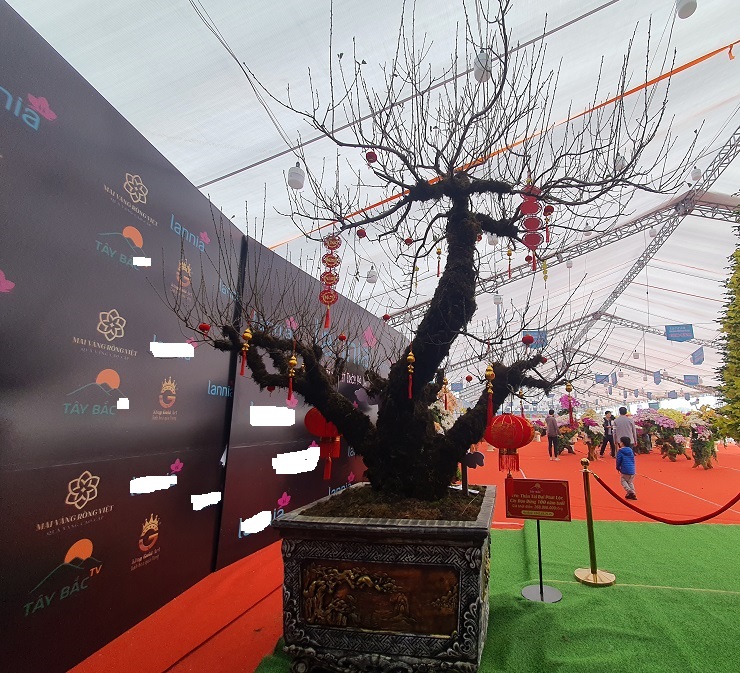 Chiêm ngưỡng cây đào 100 năm tuổi được bán với giá hơn 368 triệu đồng tại Hà Nội-2