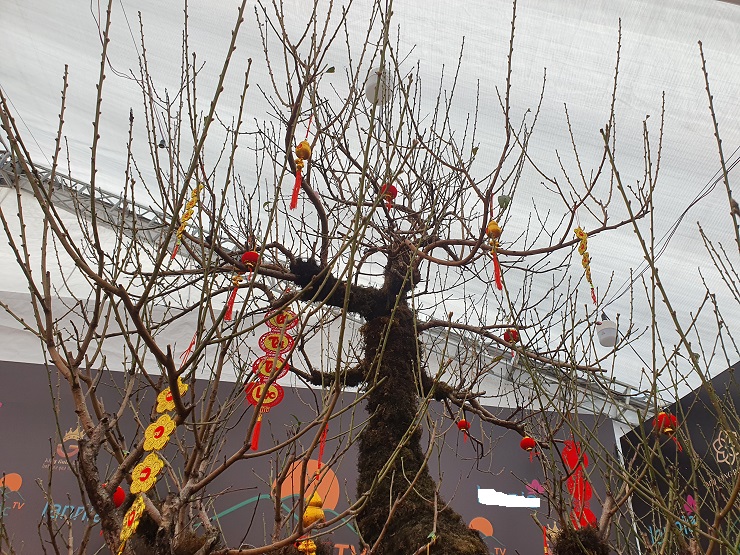 Chiêm ngưỡng cây đào 100 năm tuổi được bán với giá hơn 368 triệu đồng tại Hà Nội-3