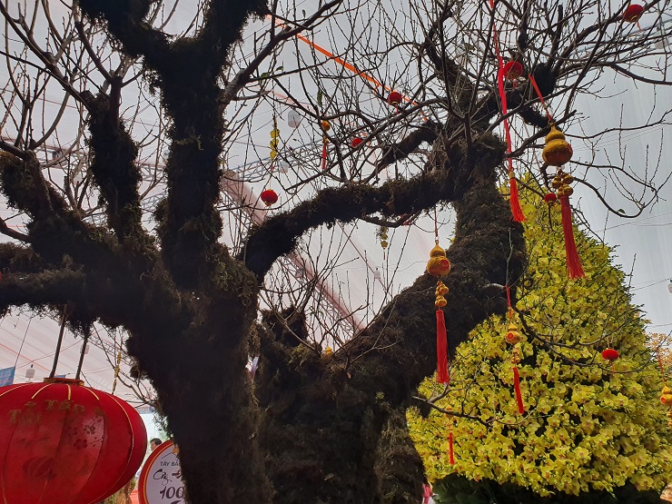 Chiêm ngưỡng cây đào 100 năm tuổi được bán với giá hơn 368 triệu đồng tại Hà Nội-4